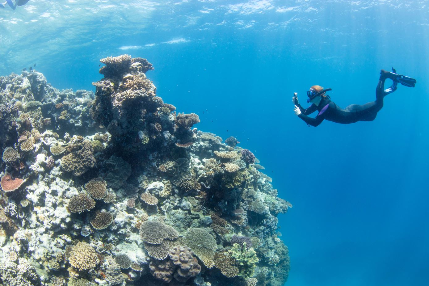 Great Reef Census launch, Milln Reef off Cairns 5 (must credit_ Citizens of the Great Barrier Reef)