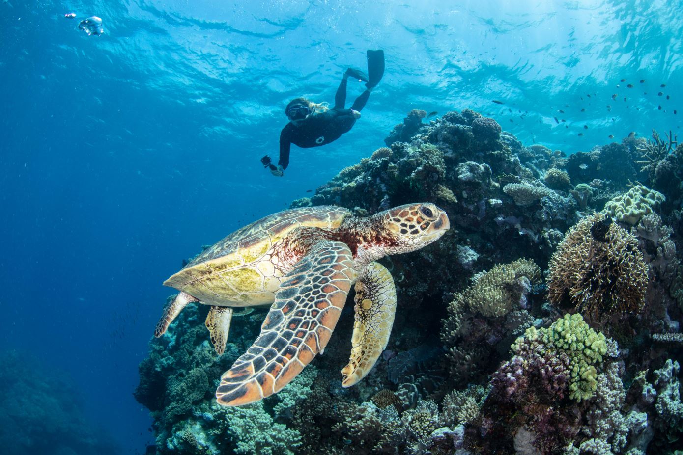 Great Reef Census participant spots a sea turtle, Milln Reef (must credit_ Citizens of the Great Barrier Reef)